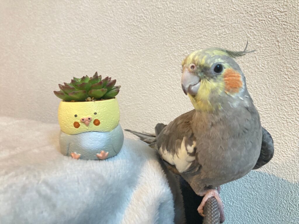 オカメインコの飼育の基本