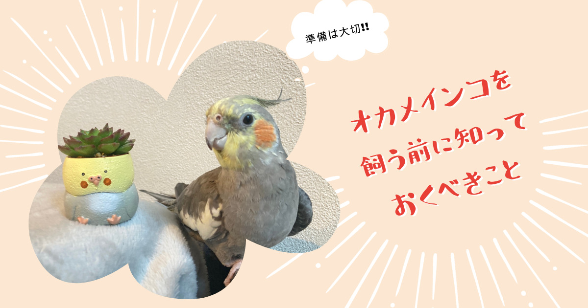 オカメインコを飼う前に】特徴や育て方など知っておくべきことを紹介